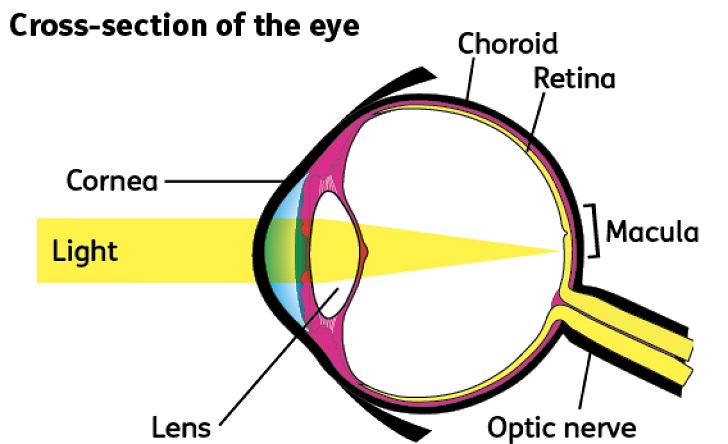cross-section-of-eye